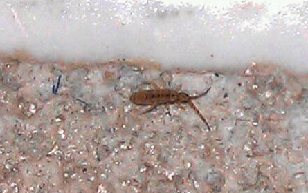springtail control and treatments for the home yard and garden